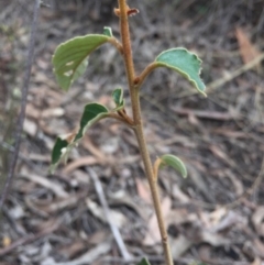 Pomaderris intermedia at Acton, ACT - 15 Aug 2015