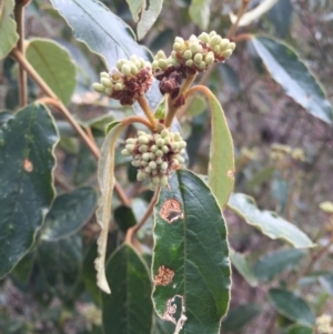 Pomaderris intermedia at Acton, ACT - 15 Aug 2015