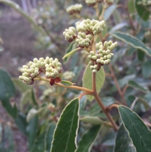 Pomaderris intermedia at Canberra Central, ACT - 15 Aug 2015 10:22 AM