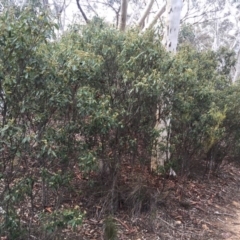 Pomaderris intermedia at Canberra Central, ACT - 15 Aug 2015 10:22 AM