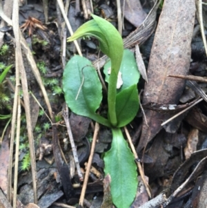 Pterostylis nutans at Point 5822 - suppressed