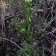 Bunochilus umbrinus (Broad-sepaled Leafy Greenhood) at Acton, ACT - 15 Aug 2015 by AaronClausen