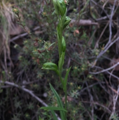 Bunochilus umbrinus (ACT) = Pterostylis umbrina (NSW) (Broad-sepaled Leafy Greenhood) by AaronClausen