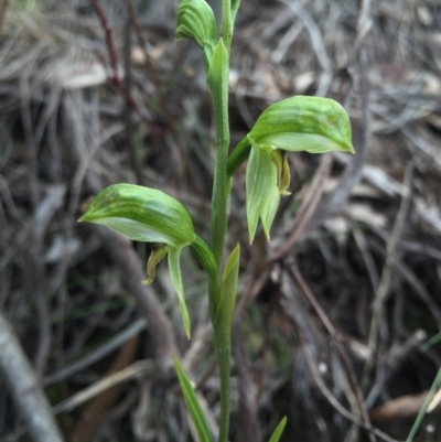 Bunochilus umbrinus (Broad-sepaled Leafy Greenhood) at Canberra Central, ACT - 15 Aug 2015 by AaronClausen
