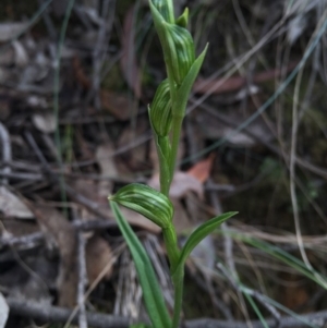 Bunochilus umbrinus at suppressed - 15 Aug 2015