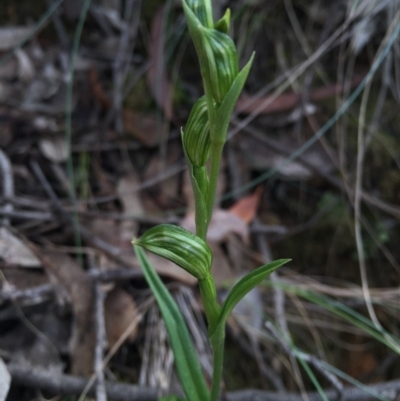 Bunochilus umbrinus (ACT) = Pterostylis umbrina (NSW) (Broad-sepaled Leafy Greenhood) by AaronClausen
