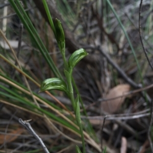 Bunochilus umbrinus (ACT) = Pterostylis umbrina (NSW) at suppressed - suppressed