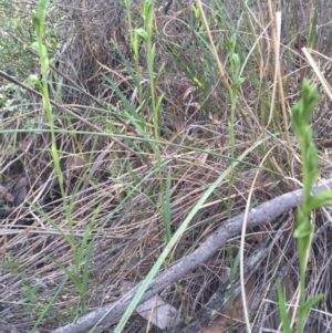 Bunochilus umbrinus (ACT) = Pterostylis umbrina (NSW) at suppressed - suppressed