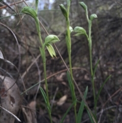 Bunochilus umbrinus (ACT) = Pterostylis umbrina (NSW) (Broad-sepaled Leafy Greenhood) by AaronClausen