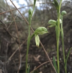 Bunochilus umbrinus (ACT) = Pterostylis umbrina (NSW) at suppressed - suppressed