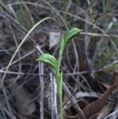 Bunochilus umbrinus (ACT) = Pterostylis umbrina (NSW) (Broad-sepaled Leafy Greenhood) by AaronClausen