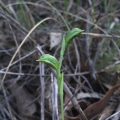 Bunochilus umbrinus (Broad-sepaled Leafy Greenhood) at Canberra Central, ACT - 15 Aug 2015 by AaronClausen