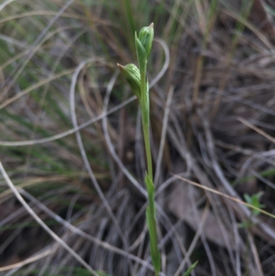 Bunochilus umbrinus (ACT) = Pterostylis umbrina (NSW) (Broad-sepaled Leafy Greenhood) by AaronClausen