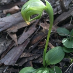 Pterostylis nutans (Nodding Greenhood) at Canberra Central, ACT - 15 Aug 2015 by AaronClausen