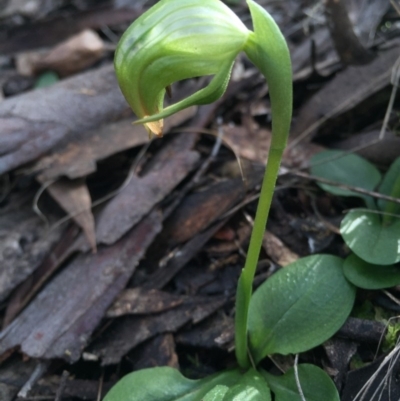 Pterostylis nutans (Nodding Greenhood) at Canberra Central, ACT - 15 Aug 2015 by AaronClausen