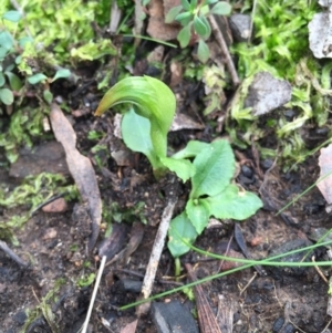 Pterostylis nutans at Canberra Central, ACT - 15 Aug 2015