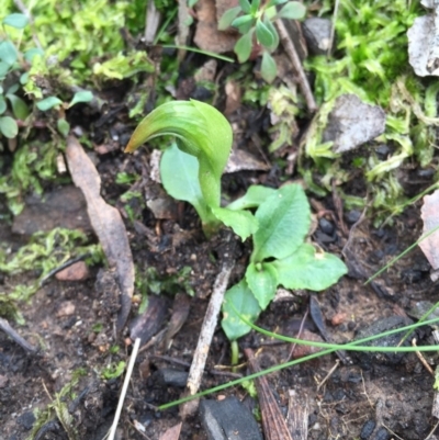 Pterostylis nutans (Nodding Greenhood) at Canberra Central, ACT - 15 Aug 2015 by AaronClausen