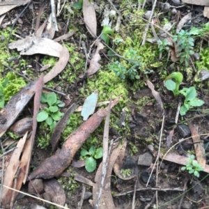 Pterostylis nutans at Canberra Central, ACT - 15 Aug 2015