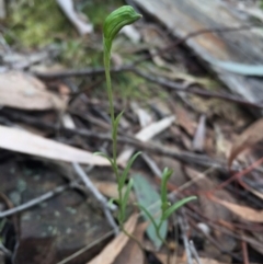 Bunochilus umbrinus (Broad-sepaled Leafy Greenhood) at Canberra Central, ACT - 15 Aug 2015 by AaronClausen