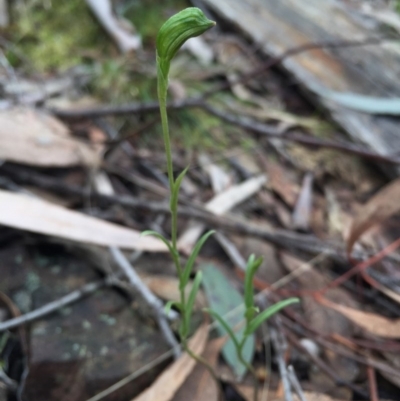 Bunochilus umbrinus (ACT) = Pterostylis umbrina (NSW) (Broad-sepaled Leafy Greenhood) by AaronClausen