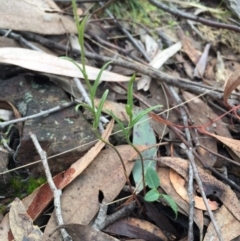 Bunochilus umbrinus (ACT) = Pterostylis umbrina (NSW) at suppressed - suppressed