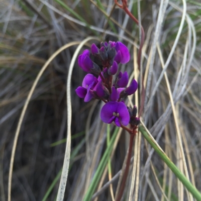 Hardenbergia violacea (False Sarsaparilla) at Canberra Central, ACT - 15 Aug 2015 by AaronClausen