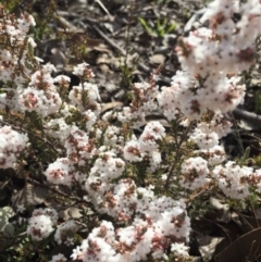 Leucopogon attenuatus (Small-leaved Beard Heath) at Canberra Central, ACT - 15 Aug 2015 by AaronClausen