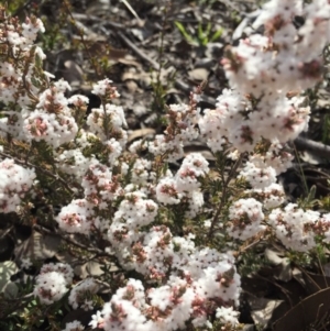 Leucopogon attenuatus at Canberra Central, ACT - 15 Aug 2015