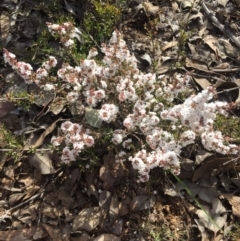 Leucopogon attenuatus at Canberra Central, ACT - 15 Aug 2015