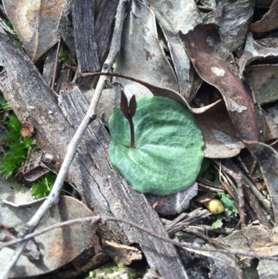 Cyrtostylis reniformis (Common Gnat Orchid) at Canberra Central, ACT - 15 Aug 2015 by AaronClausen