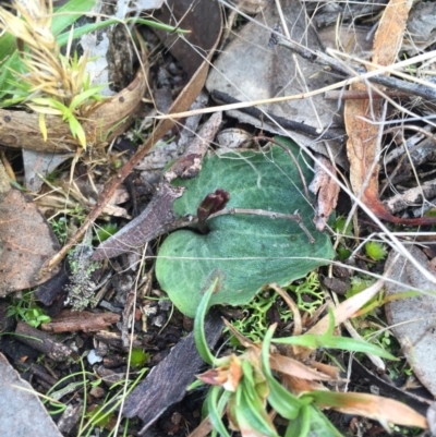 Cyrtostylis reniformis (Common Gnat Orchid) at Canberra Central, ACT - 15 Aug 2015 by AaronClausen