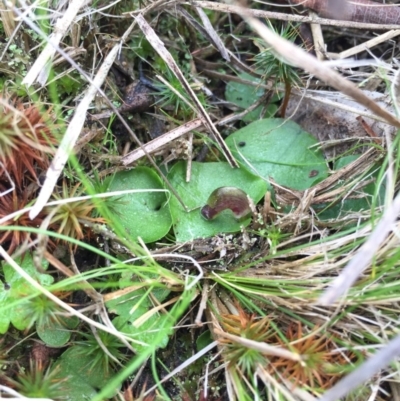 Corysanthes incurva (Slaty Helmet Orchid) at Canberra Central, ACT by AaronClausen