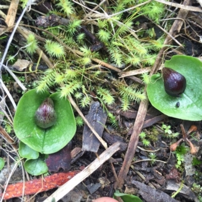 Corysanthes incurva (Slaty Helmet Orchid) at Canberra Central, ACT - 15 Aug 2015 by AaronClausen