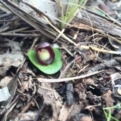 Corysanthes incurva (Slaty Helmet Orchid) at Canberra Central, ACT - 15 Aug 2015 by AaronClausen