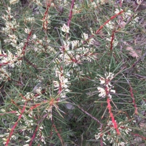 Hakea decurrens subsp. decurrens at Canberra Central, ACT - 15 Aug 2015 11:43 AM