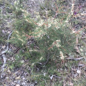 Hakea decurrens subsp. decurrens at Canberra Central, ACT - 15 Aug 2015