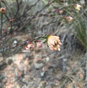 Pimelea linifolia at Canberra Central, ACT - 15 Aug 2015 11:46 AM