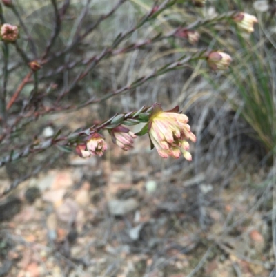 Pimelea linifolia (Slender Rice Flower) at Canberra Central, ACT - 15 Aug 2015 by AaronClausen