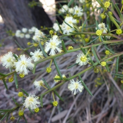 Acacia genistifolia (Early Wattle) at Bruce, ACT - 14 Aug 2015 by JanetRussell