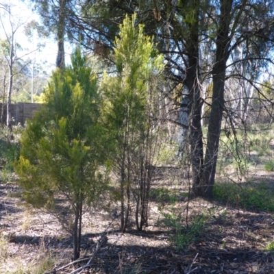 Exocarpos cupressiformis (Cherry Ballart) at Bruce, ACT - 14 Aug 2015 by JanetRussell