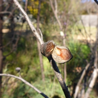 Hakea eriantha (Tree Hakea) at Bruce, ACT - 14 Aug 2015 by JanetRussell