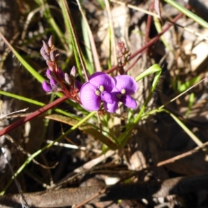 Hardenbergia violacea at Bruce, ACT - 14 Aug 2015 11:22 AM