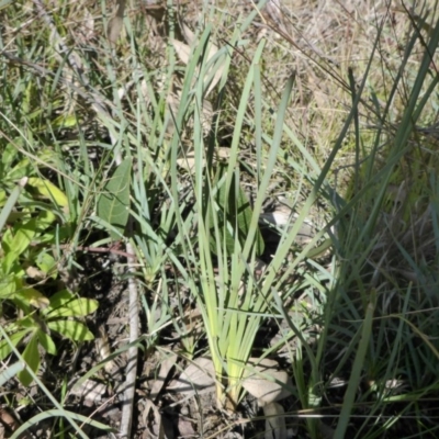 Lomandra longifolia (Spiny-headed Mat-rush, Honey Reed) at Bruce, ACT - 14 Aug 2015 by JanetRussell