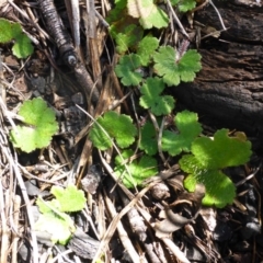 Hydrocotyle laxiflora (Stinking Pennywort) at Bruce, ACT - 14 Aug 2015 by JanetRussell