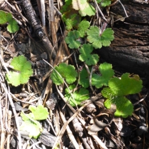 Hydrocotyle laxiflora at Bruce, ACT - 14 Aug 2015 11:53 AM