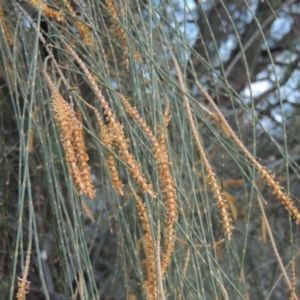 Allocasuarina verticillata at Conder, ACT - 15 Aug 2015