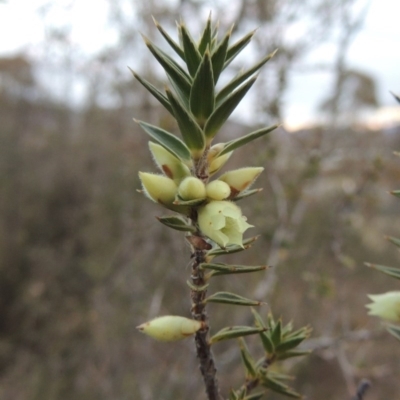 Melichrus urceolatus (Urn Heath) at Conder, ACT - 15 Aug 2015 by michaelb