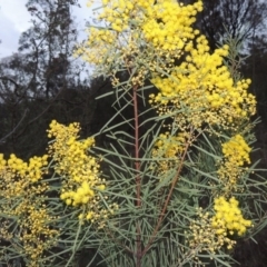 Acacia boormanii (Snowy River Wattle) at Tuggeranong Hill - 15 Aug 2015 by michaelb