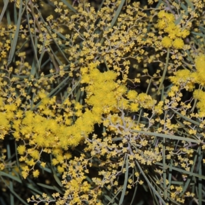 Acacia boormanii (Snowy River Wattle) at Theodore, ACT - 15 Aug 2015 by MichaelBedingfield