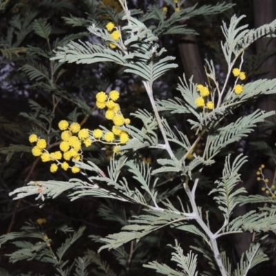 Acacia dealbata (Silver Wattle) at Tuggeranong Hill - 15 Aug 2015 by michaelb